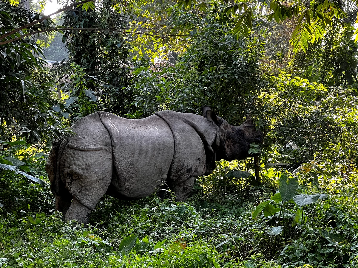 Chitwan Jungle Safari Tour 2 night 3 days